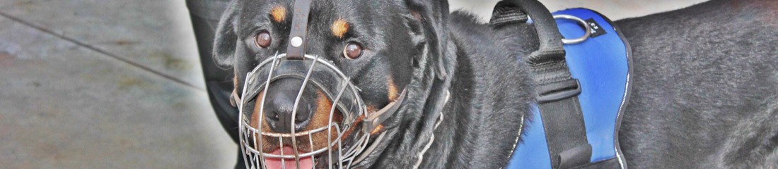 Perros de seguridad