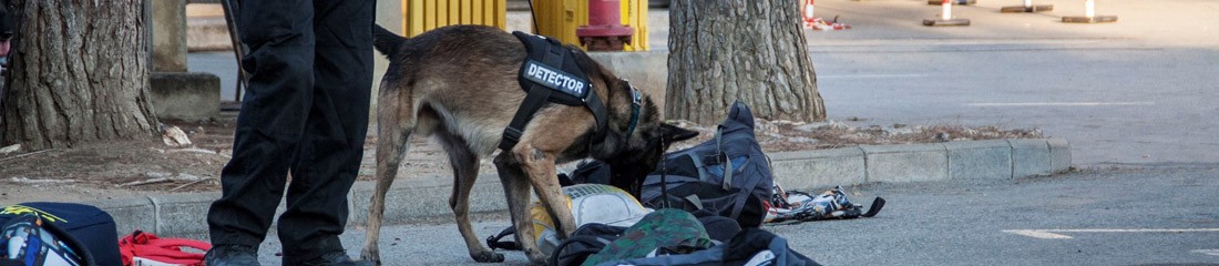 Perro detector de explosivos