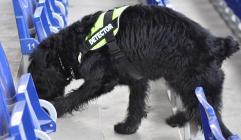 Perros detectores de bengalas y pirotécnia