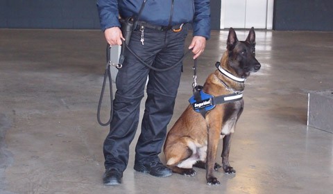 Gossos de seguretat i patrulla